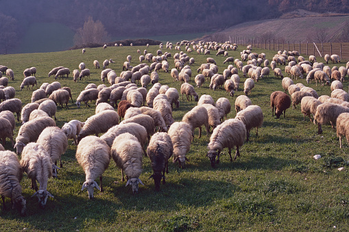 large flock of sheep at pasture in a meadow in Sabina, Rieti, Latium, Italy