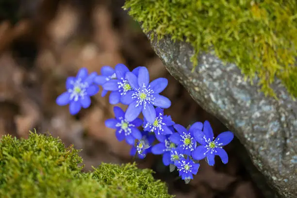 Anemone hepatica (syn. Hepatica nobilis), the common hepatica, liverwort,[2] kidneywort, or pennywort, is a species of flowering plant in the buttercup family Ranunculaceae (wikipedia)