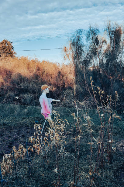 istock Dressed male mannequin used as scarecrow. 1365209155