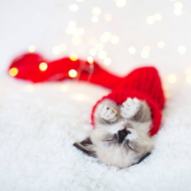 istock Kitten sleep in red christmas sock 1365209798