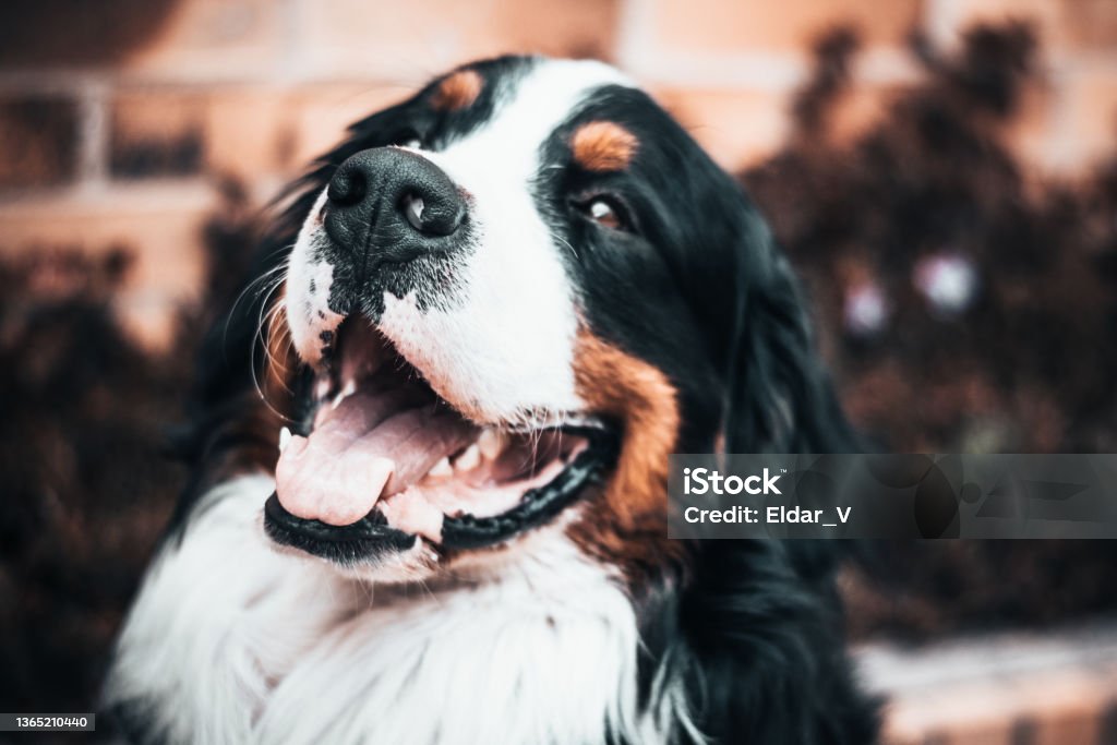 Bernese Mountain dog Happy Bernese Mountain dog Search And Rescue Dog Stock Photo
