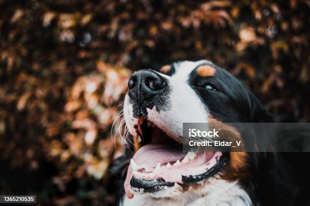 Happy Bernese Mountain Dog Stock Photo - Download Image Now - Affectionate, Animal, Animal Hair