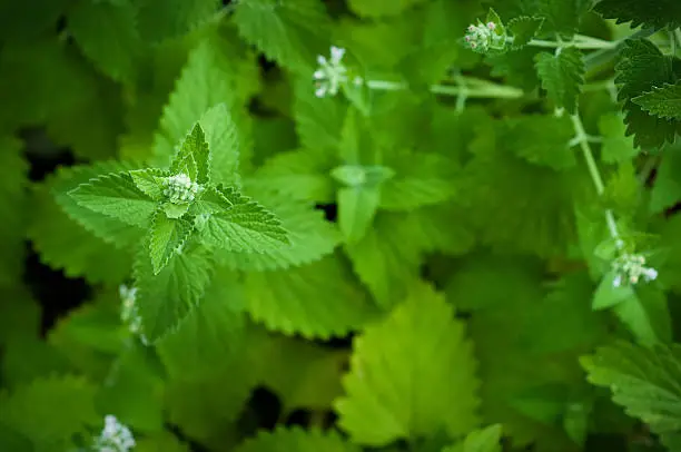 Close up shot of Catnip growing in the garden. Shallow depth of field, natural light.