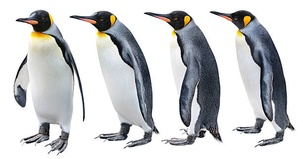 Four views of the King penguin King Penguin in various poses isolated on white. penguin stock pictures, royalty-free photos & images