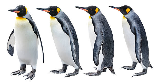 four views of the king penguin - 企鵝 個照片及圖片檔