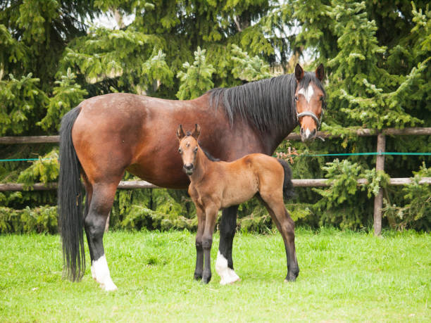 Mare and foal of horses breed for showjumping on pasture Brown mare and foal of horses breed for showjumping on meadow in summer day newborn horse stock pictures, royalty-free photos & images