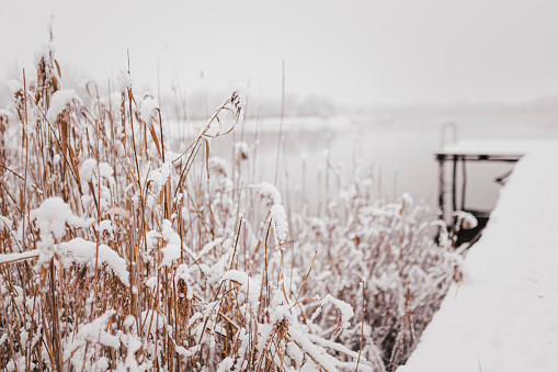 reeds on the lake in winter in nist