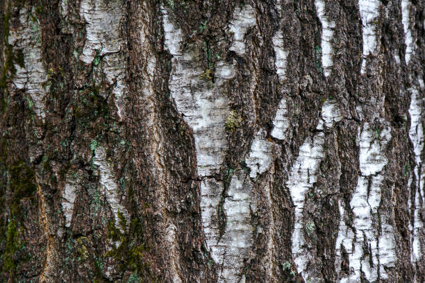 istock Birch bark of an old birch close-up. Birch bark pattern with black birch stripes on white bark 1365214353
