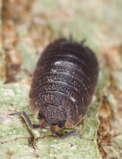 istock Woodlouse, extreme close-up with high magnification 136521451