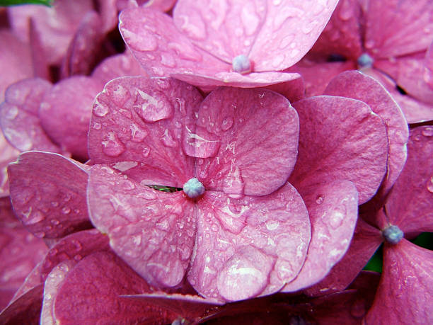 Pink Hydrangea stock photo