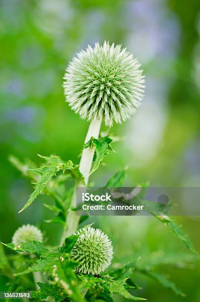 Cardo Pallottola - Fotografie stock e altre immagini di Ambientazione esterna - Ambientazione esterna, Angolo - Forma, Bellezza naturale