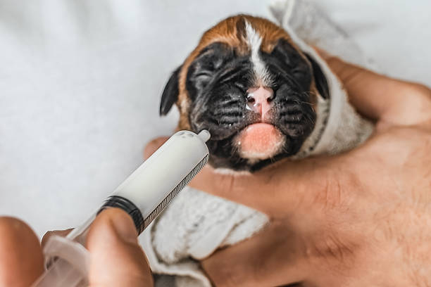 cura del cucciolo appena nato, alimentazione di primo soccorso - newborn animal foto e immagini stock