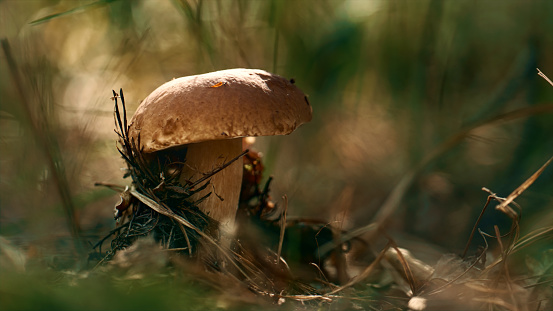 Edible plant boletus mushroom growing at autumn woodland in green grass. Closeup macro view of big brown mushroom in calm meditative woods. Wild calmness atmosphere. Little natural herb in forest.