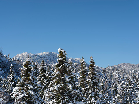 Snow covered forest. Taken via medium format camera. Antalya, Turkey.