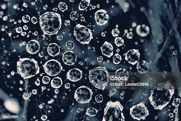 Water Drop On Spider Web Stock Photo - Download Image Now - Blue, Close-up, Directly Above