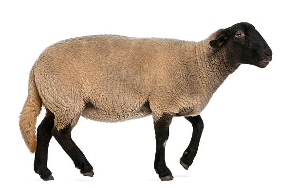istock Female Suffolk sheep, Ovis aries, 2 years old, standing 136522131