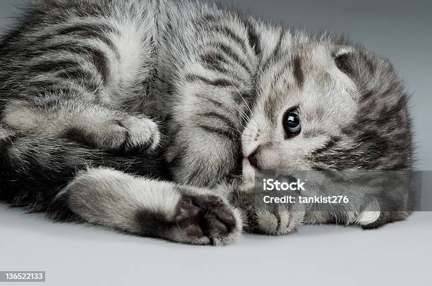 Kitten Stock Photo - Download Image Now - Animal, Beautiful People, Beauty