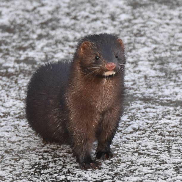 istock A beautifull animal 1365221851