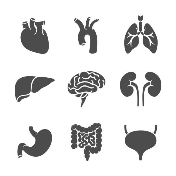 illustrations, cliparts, dessins animés et icônes de jeu d’icônes d’organe interne - human internal organ