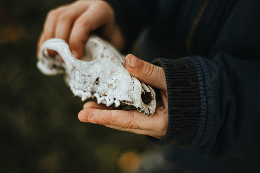Child holds a found animal skull in his hand.