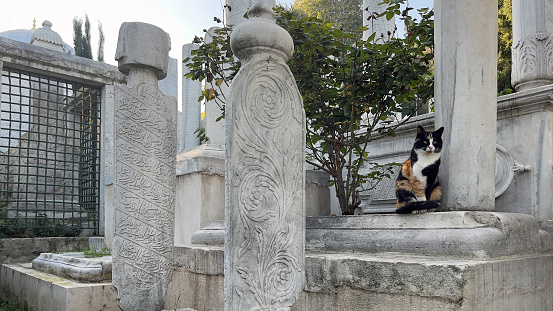 Street cat sitting on a historic Muslim Islam tombstone in Eyup cemetery, Istanbul, Turkey