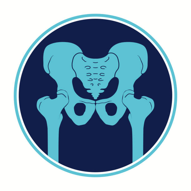 ilustraciones, imágenes clip art, dibujos animados e iconos de stock de icono de pelvis. articulación de la cadera la estructura del esqueleto humano. cintura pélvica y muslos. ilustración médica detallada. silueta vectorial - sacrum