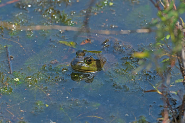 istock An American Bullfrog Peeking out ot the Marsh 1365224988