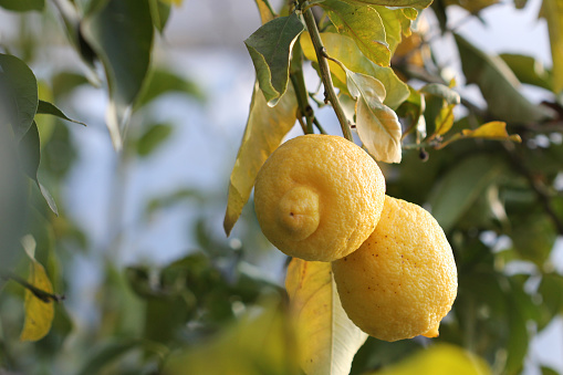 Two lemons hang from a branch on a lemon tree in Italy
