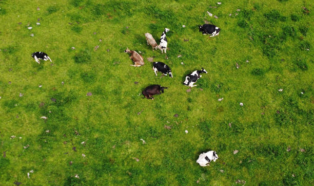 аэрофотоснимок с трутня молочных коров на лугу в баварии - nobody aerial view landscape rural scene стоковые фото и изображения