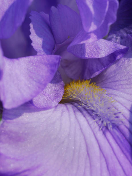 istock Iris Flower Close up Photos 1365226101