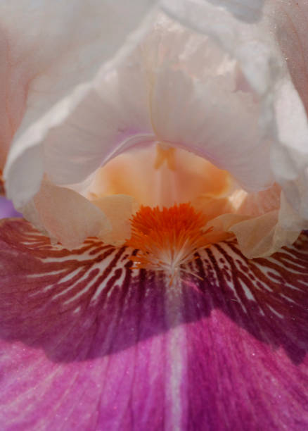 istock Iris Flower Close up Photos 1365226104