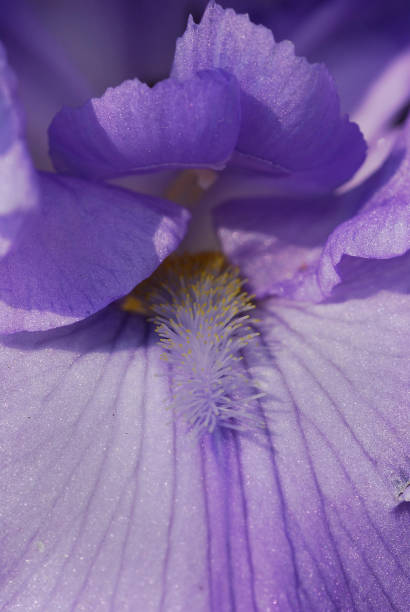 istock Iris Flower Close up Photos 1365226114