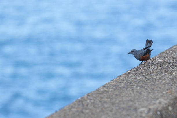 Male blue rock thrush on the breakwater.