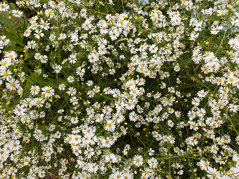 Flower of daisy is swaying in the wind. Chamomile flowers field with green grass. Close up.