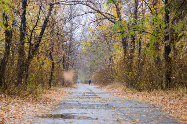 istock Path in the autumn forest. Foggy day. 1365227841
