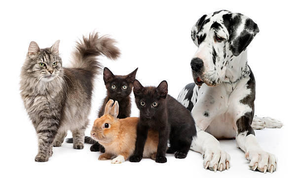 istock Group of cats, dogs and rabbit 136522786