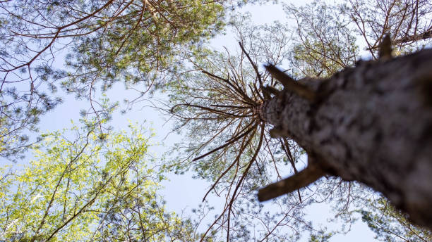 istock Tall spruce tree. Lots of evergreen tree branches. Blue sky without clouds, bottom-up view. Coniferous forest. Thick trunk of an old spruce tree on the right. 1365228408