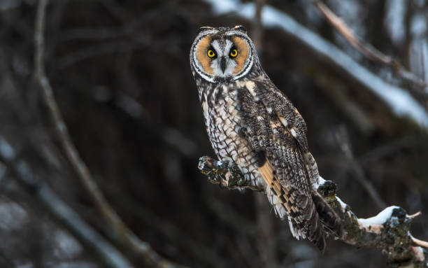 lone long eared owl on a branch
