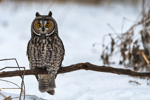 long eared owl sitting on a branch with snow in background