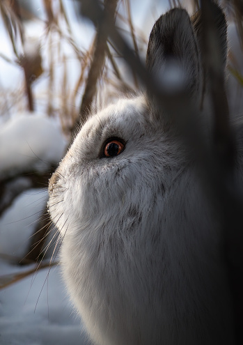 snowshoe hare side pose