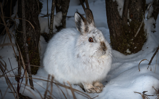 snowshoe hare full
