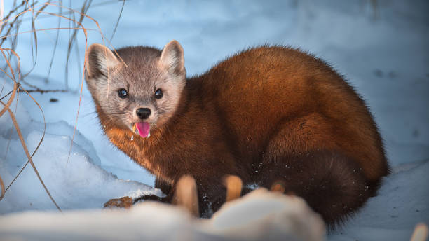 Pine Marten Sticking Tongue Out
