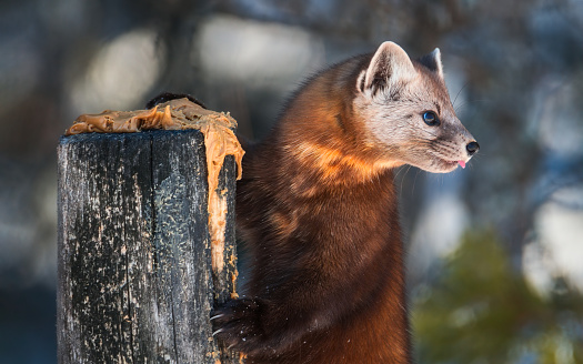 pine marten eating peanut butter