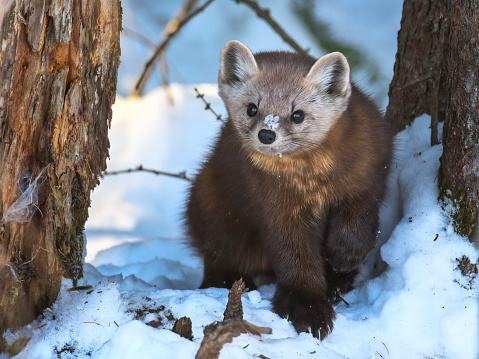 pine marten with ice on its nose