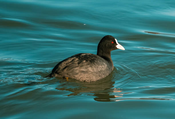 istock The birds float on the turquoise water. 1365230466