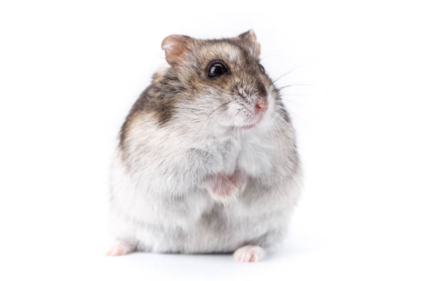 istock Dwarf gray hamster isolated on white background.Cute baby hamster, standing facing front.hamster eating food 1365231069