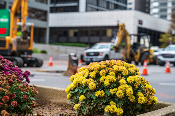 istock Signs of Fall - Fading Flowers and Construction 1365231638