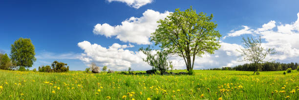 istock Beautiful trees with first leaves on the green field 1365231890