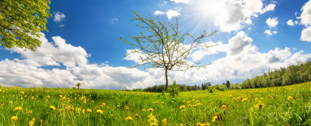 istock Lonely young tree with first leaves on the green field 1365231894