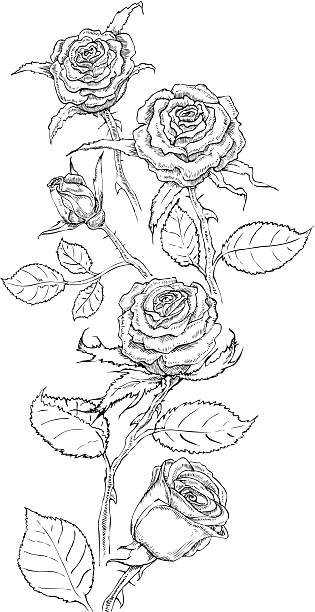 illustrations, cliparts, dessins animés et icônes de dessin de roses - valentines day love single flower flower